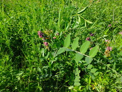Lathyrus pisiformis
