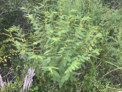 Chamaecrista nictitans aspera