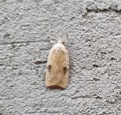 Agonopterix nervosa