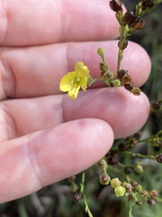 Linum floridanum