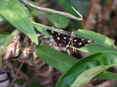 Bocchoris inspersalis