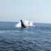 Southern Humpback Whale - Photo (c) Emily Zucker, some rights reserved (CC BY-NC), uploaded by Emily Zucker