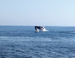 Megaptera novaeangliae australis