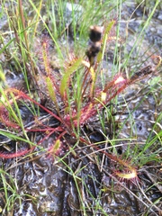 Drosera linearis