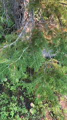 Abies lasiocarpa