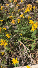 Arnica cordifolia