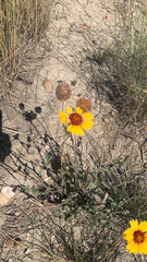 Gaillardia aristata