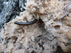 Ommatoiulus sabulosus