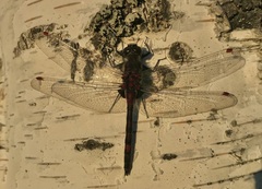 Leucorrhinia rubicunda