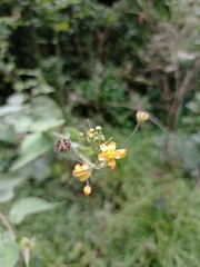 Wissadula amplissima