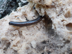 Ommatoiulus sabulosus