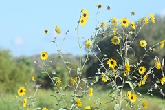 Helianthus argophyllus