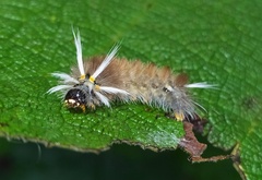 Halysidota