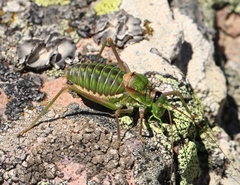 Corsteropleurus chopardi