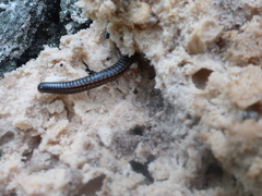 Ommatoiulus sabulosus