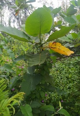 Halysidota