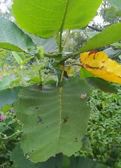 Halysidota