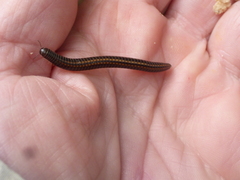 Ommatoiulus sabulosus