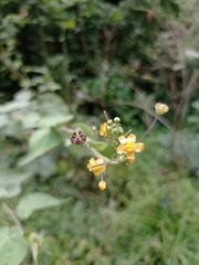 Wissadula amplissima