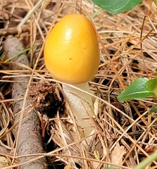 Amanita crocea