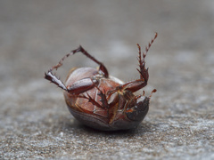 Maladera holosericea