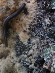 Ommatoiulus sabulosus