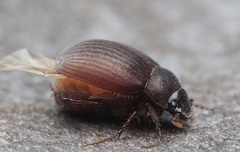 Maladera holosericea