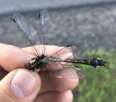 Gomphus vulgatissimus