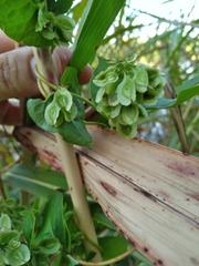 Fallopia scandens