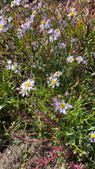 Tripolium pannonicum