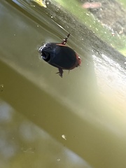 Hydaticus bimarginatus