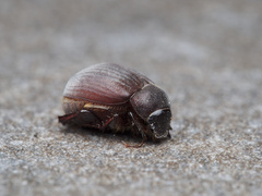 Maladera holosericea