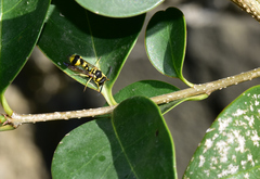 Eumenes mediterraneus