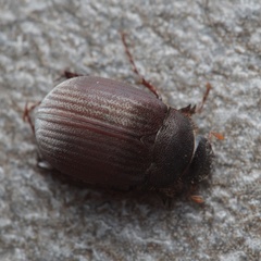 Maladera holosericea