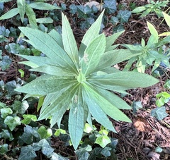 Nemorimyza posticata