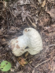 Calvatia craniiformis
