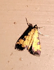 Ategumia ebulealis