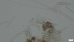 Calonectria