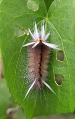 Halysidota