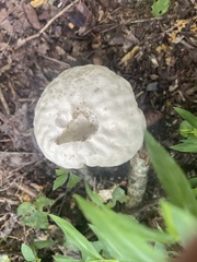 Calvatia craniiformis