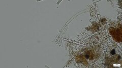 Calonectria