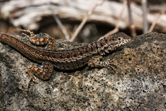 Microlophus albemarlensis