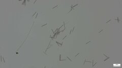 Calonectria