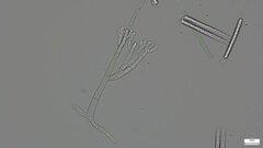 Calonectria