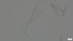 Calonectria