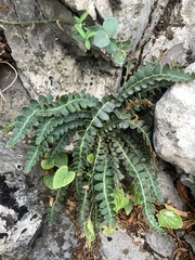 Asplenium ceterach