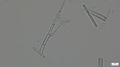 Calonectria