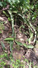 Hylocereeae