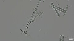 Calonectria