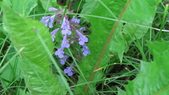 Dracocephalum nutans